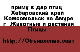 приму в дар птиц - Хабаровский край, Комсомольск-на-Амуре г. Животные и растения » Птицы   